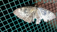 Erebus walkeri