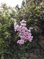 Rhododendron latoucheae