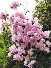 Rhododendron latoucheae