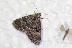 Metalectra diabolica