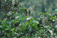 Alniphyllum fortunei