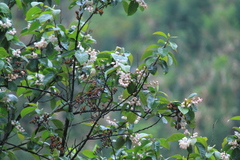 Alniphyllum fortunei