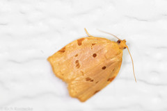 Archips rileyana