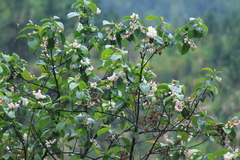 Alniphyllum fortunei