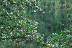 Alniphyllum fortunei