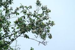 Alniphyllum fortunei