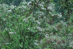 Alniphyllum fortunei