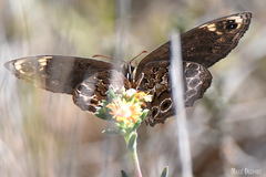Dira clytus eurina