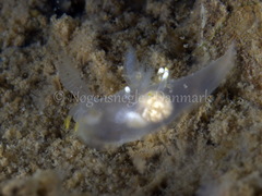 Ancula gibbosa