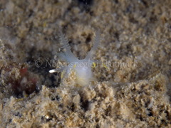 Ancula gibbosa