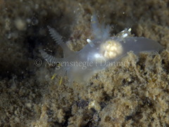 Ancula gibbosa