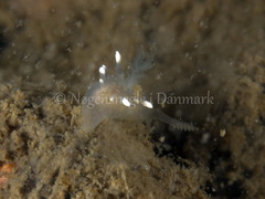 Ancula gibbosa