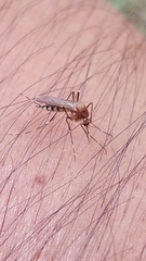 Aedes canadensis canadensis