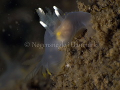 Ancula gibbosa