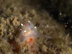 Ancula gibbosa
