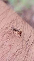 Aedes canadensis canadensis