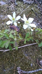 Rubus steelei