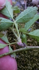 Rubus steelei