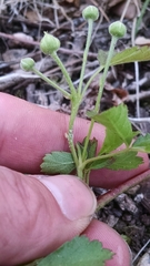 Rubus steelei