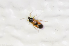Ceratocapsus apicalis