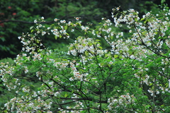 Vernicia fordii
