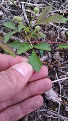 Rubus steelei