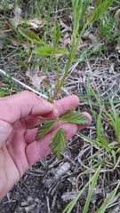 Rubus steelei
