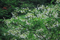 Vernicia fordii