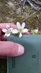 Rubus steelei