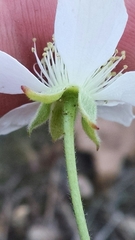 Rubus steelei