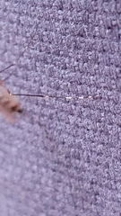 Aedes canadensis canadensis