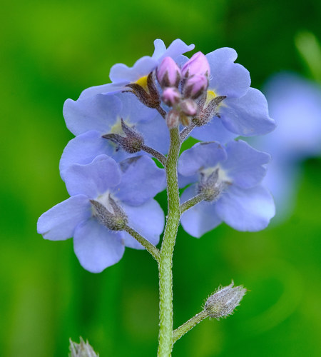 Myosotis decumbens Host
