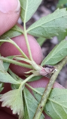 Rubus steelei