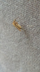 Aedes canadensis canadensis