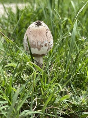 Fungi