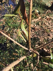 Myricaceae