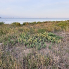 Asparagus macrorrhizus