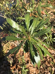 Myricaceae