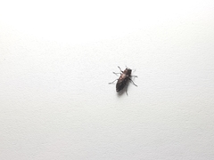 Chrysobothris lateralis