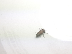 Chrysobothris lateralis