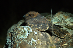 Band-Winged Nightjar photo 2