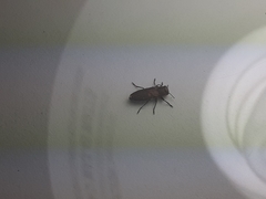 Chrysobothris lateralis