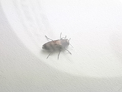 Chrysobothris lateralis