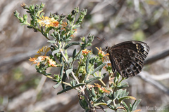 Dira clytus eurina