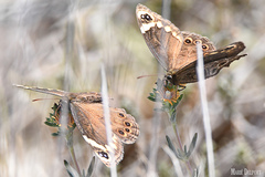 Dira clytus eurina