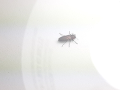 Chrysobothris lateralis