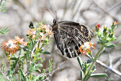 Dira clytus eurina
