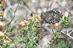 Dira clytus eurina