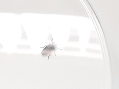 Chrysobothris lateralis