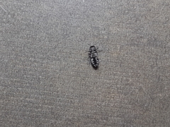 Chrysobothris lateralis